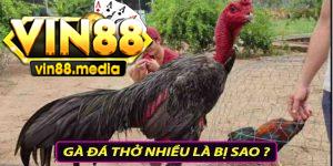 Gà đá thở nhiều